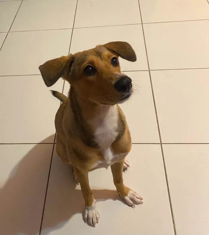 Cachorro ra a SRD-ViraLata idade 7 a 11 meses nome Céu