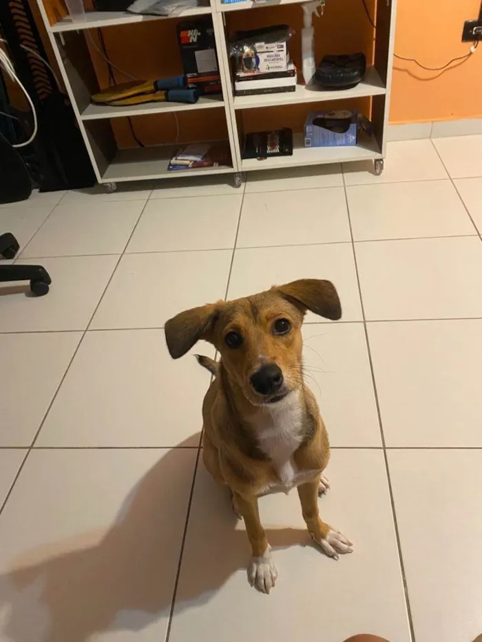 Cachorro ra a SRD-ViraLata idade 7 a 11 meses nome Céu