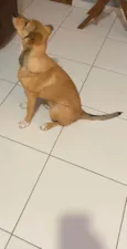Céu