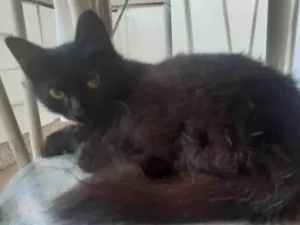 Gato raça SRD-ViraLata idade 7 a 11 meses nome Kiara