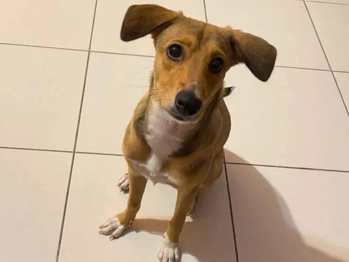 Cachorro ra a SRD-ViraLata idade 7 a 11 meses nome Céu