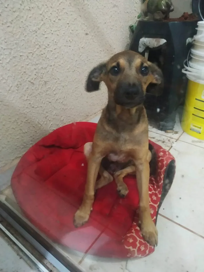 Cachorro raça SRD idade 2 a 6 meses nome Sebastião
