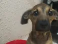 Sebastião
