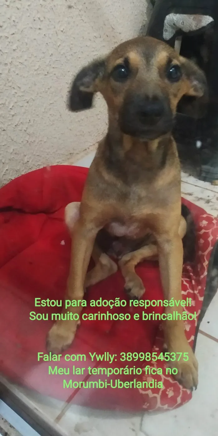 Cachorro raça SRD idade 2 a 6 meses nome Sebastião