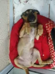 Sebastião