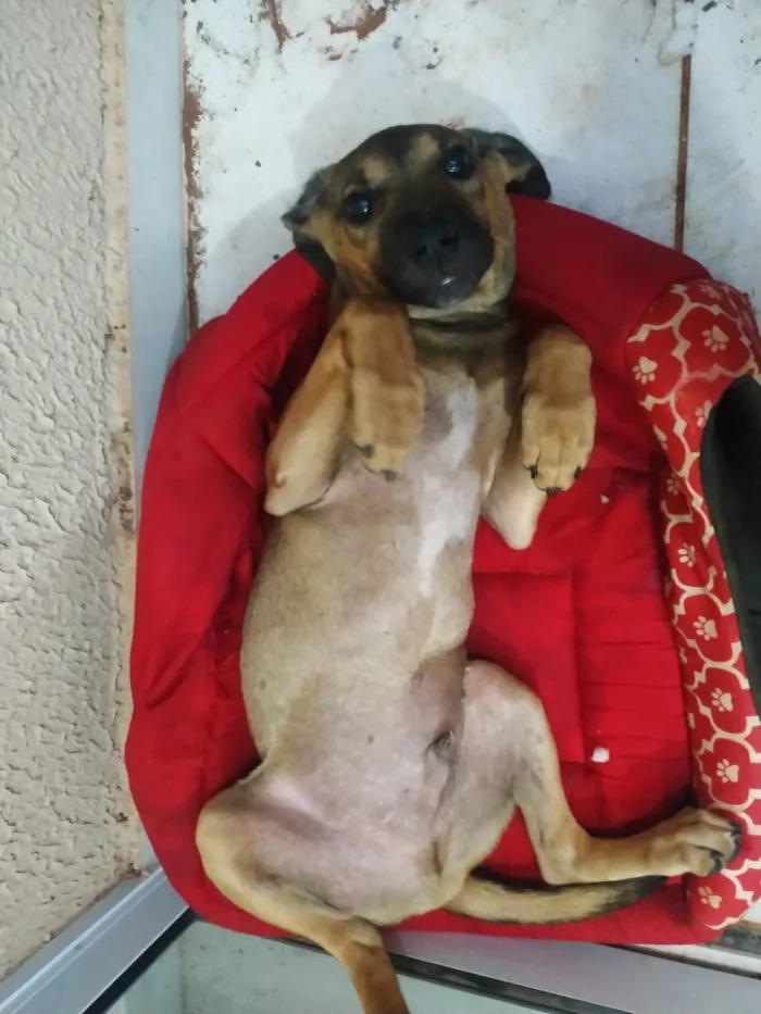 Cachorro raça SRD idade 2 a 6 meses nome Sebastião