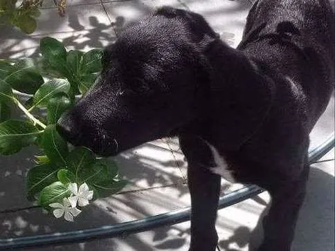 Cachorro ra a vira-lata idade 2 a 6 meses nome açaí