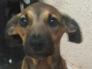 Cachorro raça SRD idade 2 a 6 meses nome Sebastião
