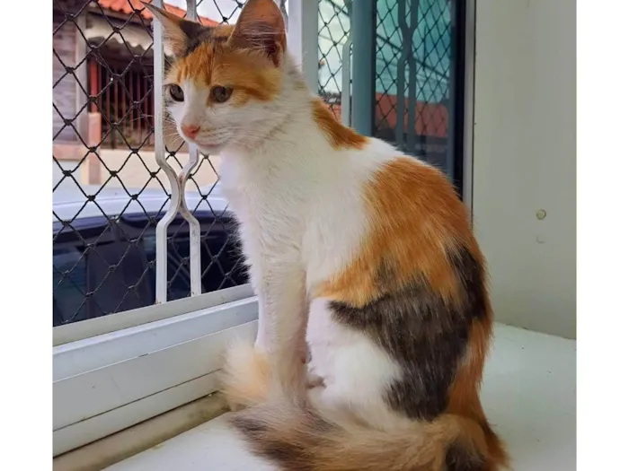 Gato ra a SRD-ViraLata idade 7 a 11 meses nome Flor