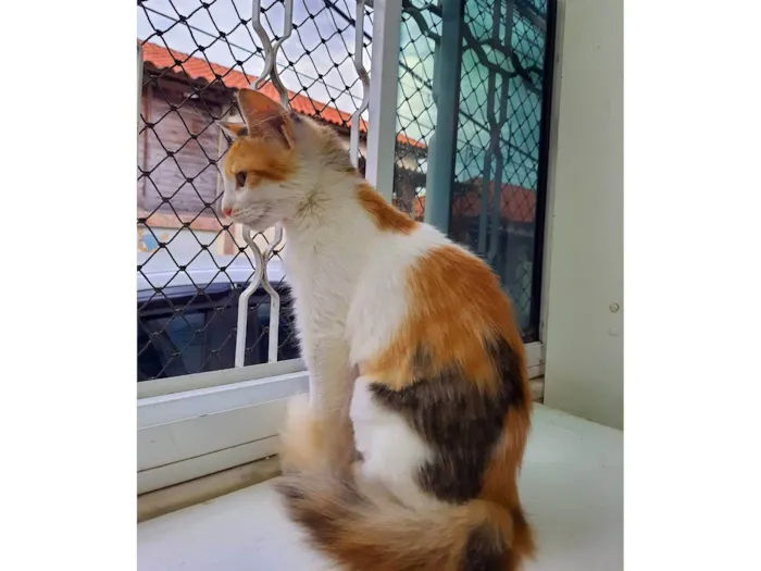 Gato ra a SRD-ViraLata idade 7 a 11 meses nome Flor