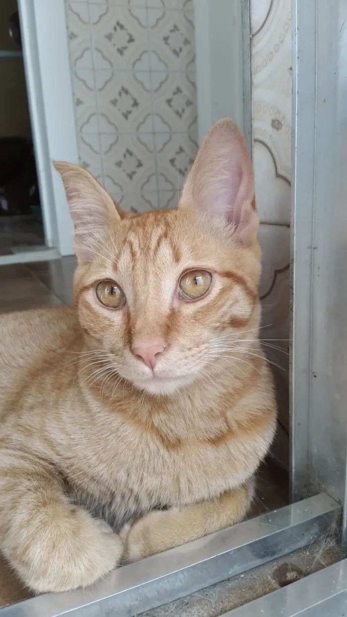 Gato raça SRD-ViraLata idade 2 a 6 meses nome Sem nome