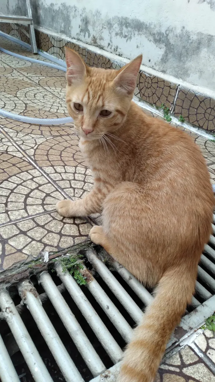 Gato raça SRD-ViraLata idade 2 a 6 meses nome Sem nome