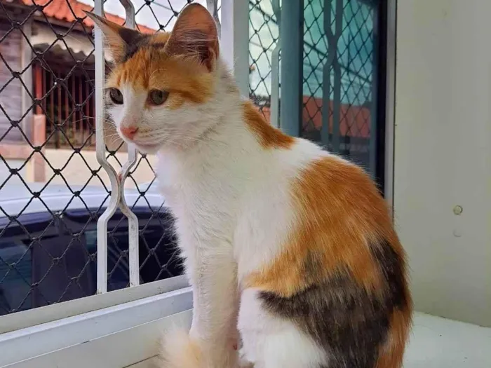 Gato ra a SRD-ViraLata idade 7 a 11 meses nome Flor