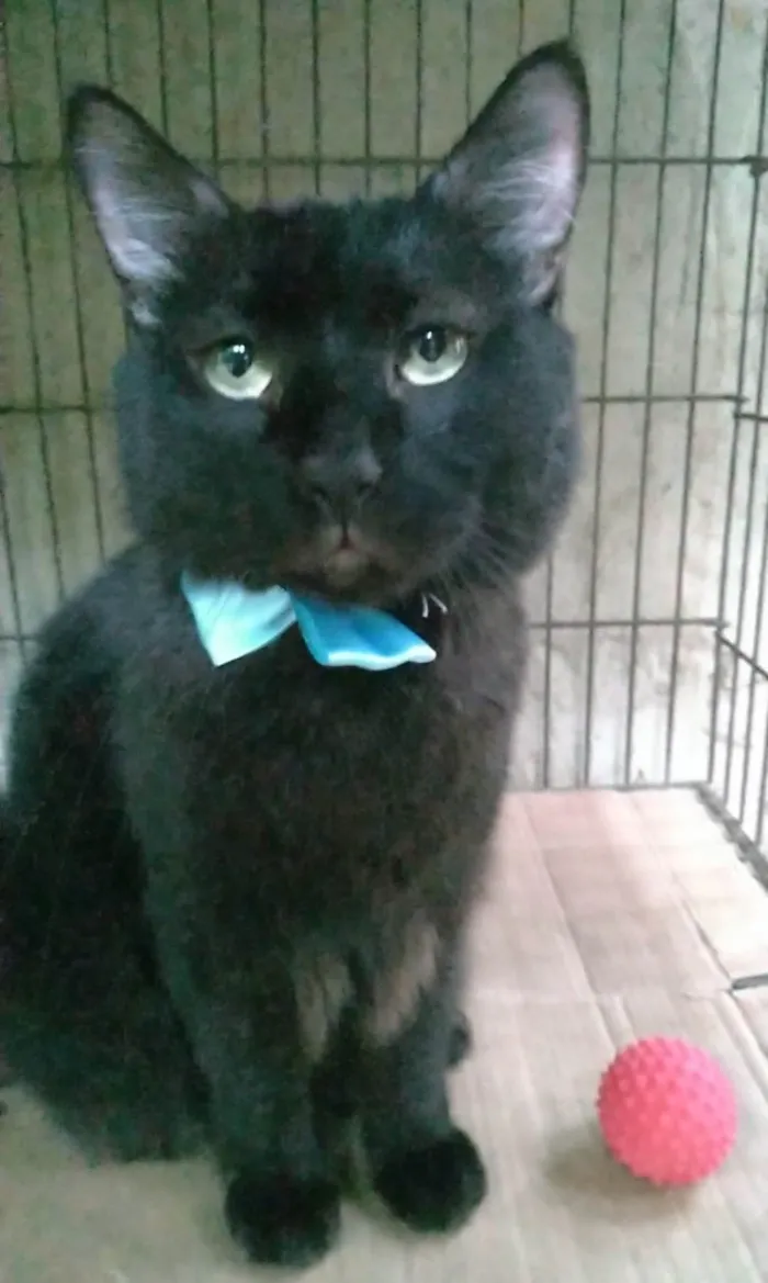 Gato ra a Srd  idade 3 anos nome Pelé 
