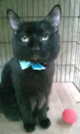 Pelé