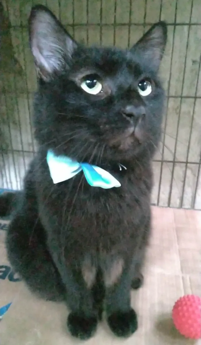 Gato ra a Srd  idade 3 anos nome Pelé 