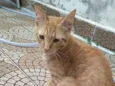 Gato raça SRD-ViraLata idade 2 a 6 meses nome Sem nome