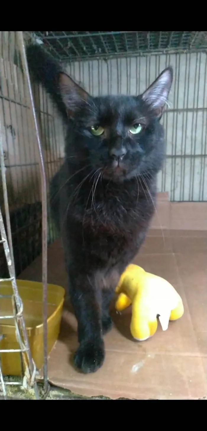 Gato ra a Srd  idade 3 anos nome Pelé 