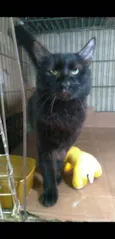 Pelé