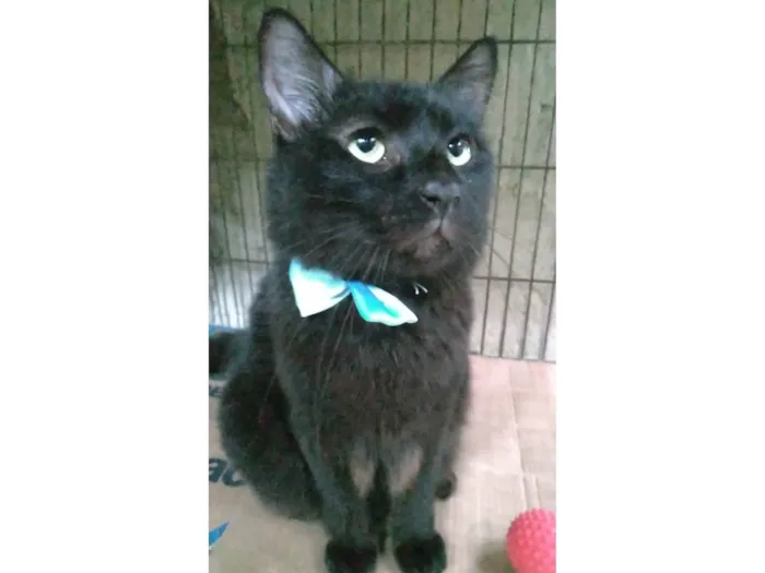 Gato ra a Srd  idade 3 anos nome Pelé 