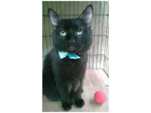 Gato raça Srd  idade 3 anos nome Pelé 