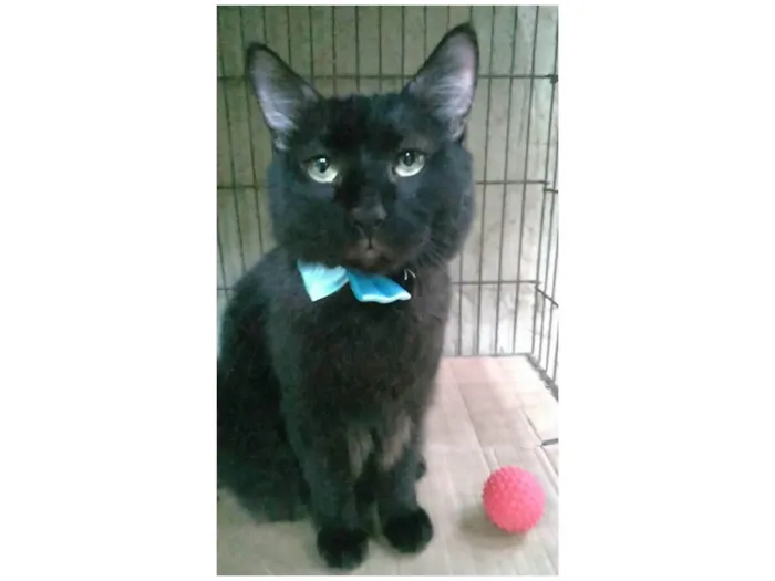 Gato ra a Srd  idade 3 anos nome Pelé 