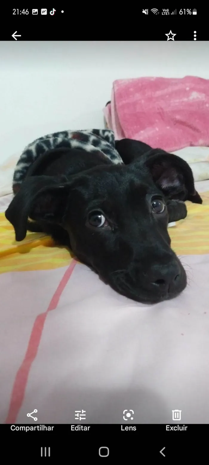 Cachorro ra a RND idade 1 ano nome Nala