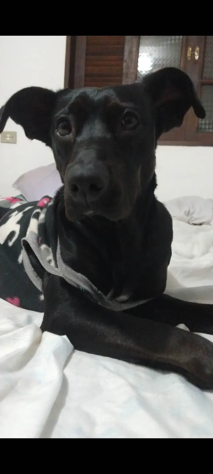 Cachorro ra a RND idade 1 ano nome Nala