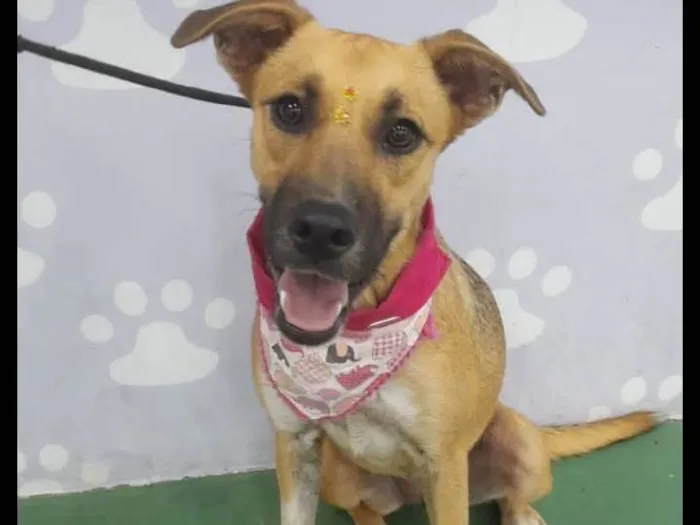 Cachorro ra a SRD idade 7 a 11 meses nome Sophia