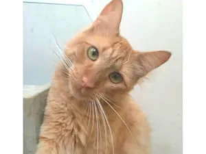 Gato raça SRD-ViraLata idade 2 anos nome Ben