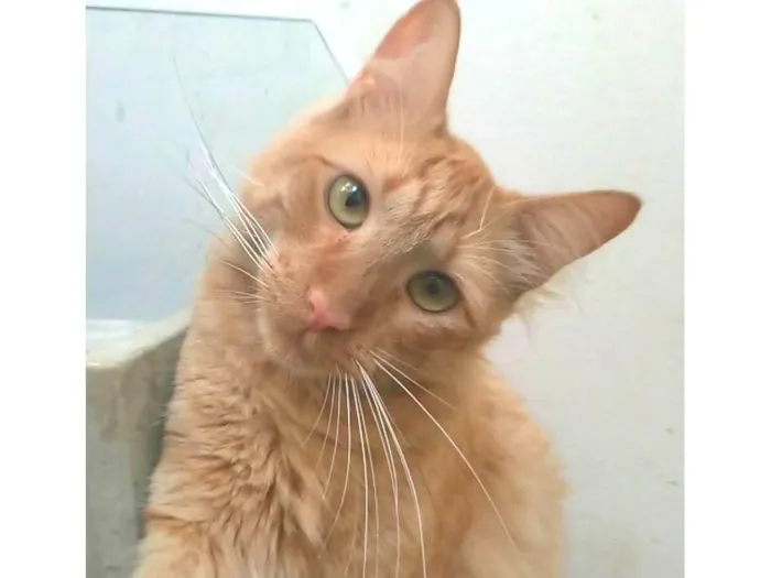 Gato ra a SRD-ViraLata idade 2 anos nome Ben