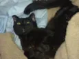 Amora/ peposa manas