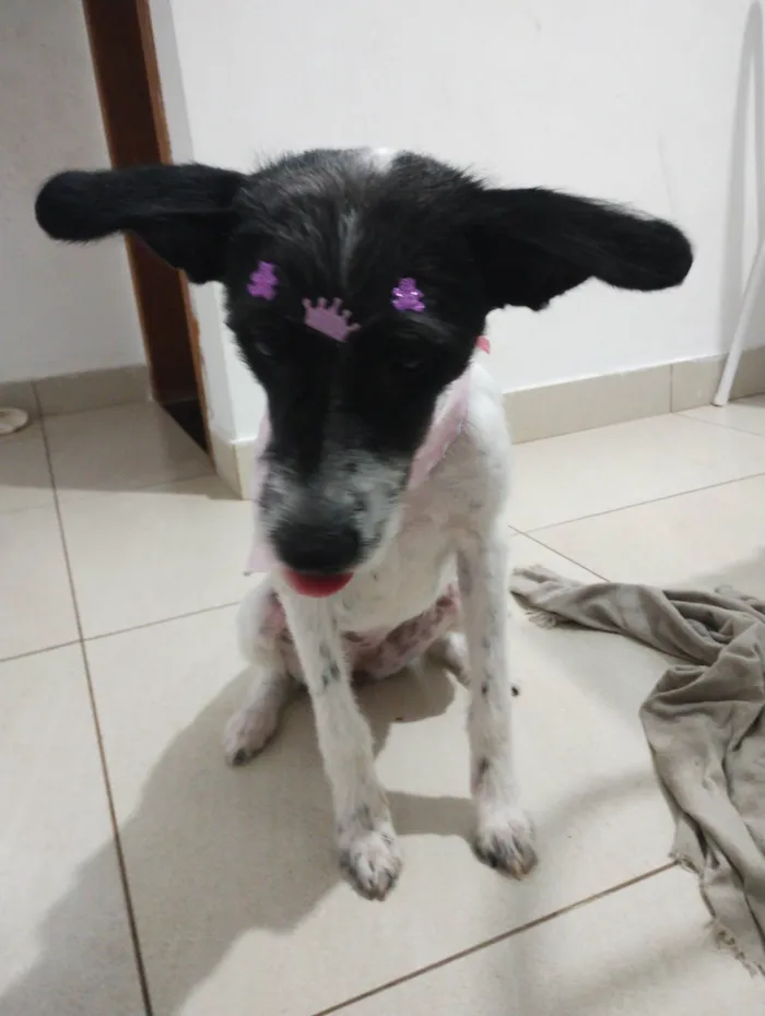 Cachorro ra a SRD-ViraLata idade 7 a 11 meses nome Bolinha 