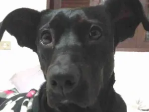 Cachorro raça RND idade 1 ano nome Nala