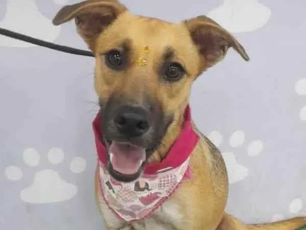 Cachorro ra a SRD idade 7 a 11 meses nome Sophia