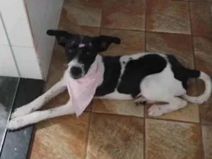 Cachorro raça SRD-ViraLata idade 7 a 11 meses nome Bolinha 