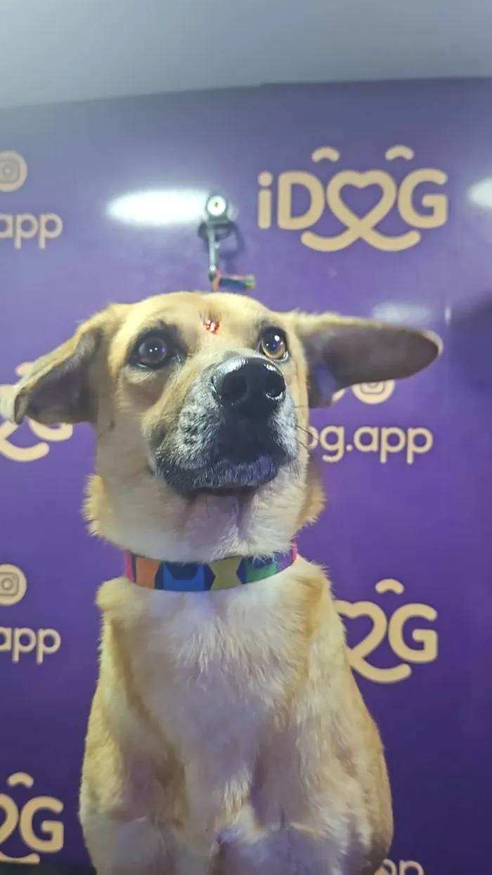 Cachorro ra a SRD-ViraLata idade 1 ano nome DORINHA