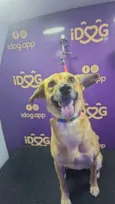 DORINHA