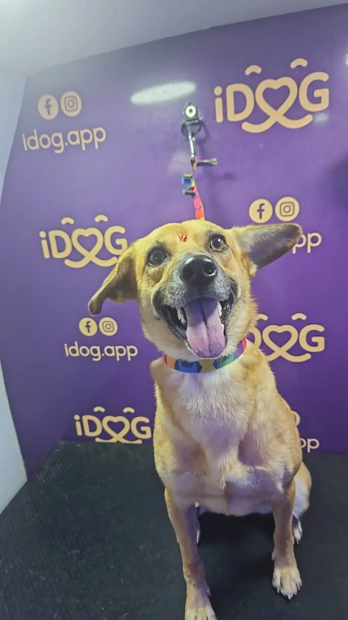 Cachorro ra a SRD-ViraLata idade 1 ano nome DORINHA