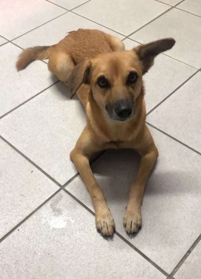 Cachorro ra a SRD-ViraLata idade 1 ano nome DORINHA
