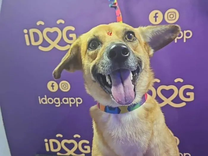 Cachorro ra a SRD-ViraLata idade 1 ano nome DORINHA