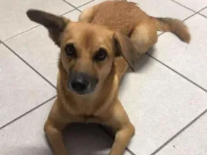 Cachorro raça SRD-ViraLata idade 1 ano nome DORINHA