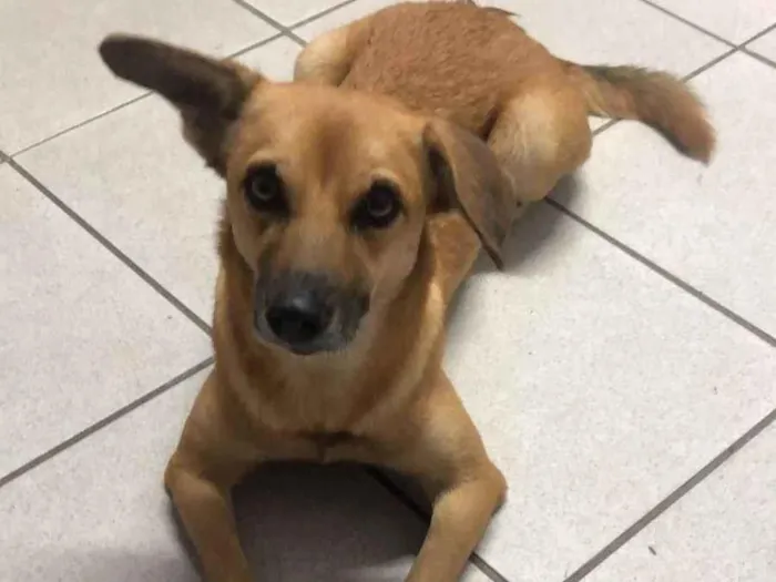 Cachorro ra a SRD-ViraLata idade 1 ano nome DORINHA