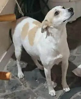 Cachorro raça SRD-ViraLata idade 3 anos nome Tequila