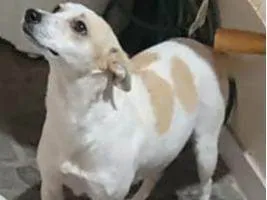Cachorro raça SRD-ViraLata idade 3 anos nome Tequila