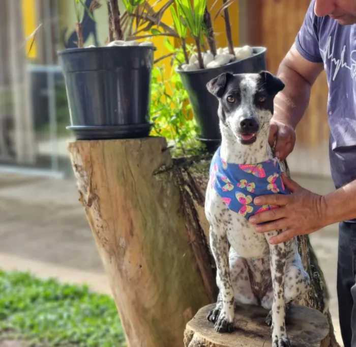 Cachorro ra a SRD idade 1 ano nome KIANA