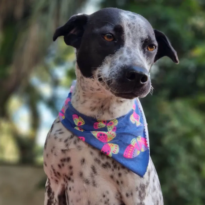 Cachorro ra a SRD idade 1 ano nome KIANA