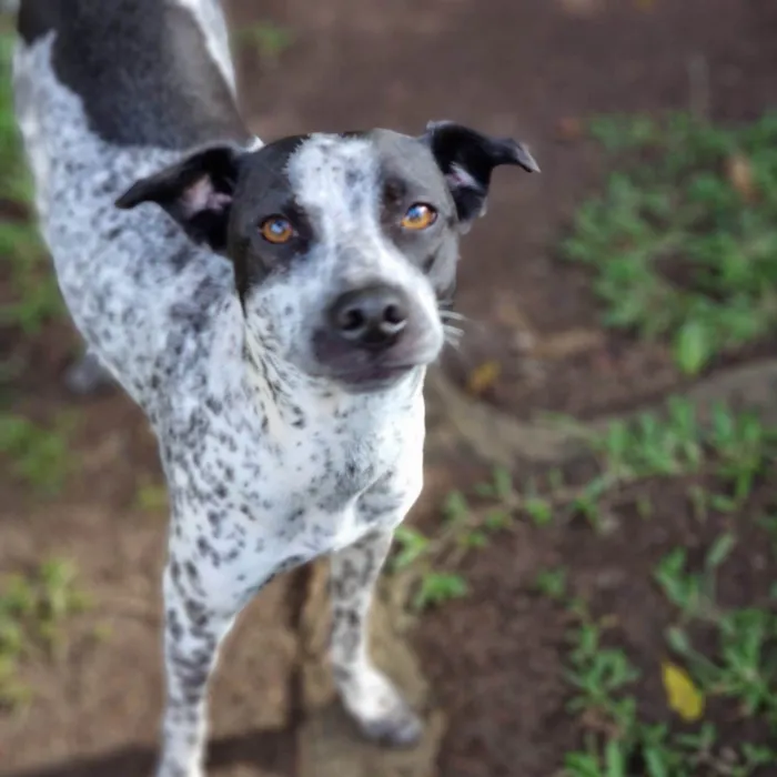 Cachorro ra a SRD idade 1 ano nome KIANA