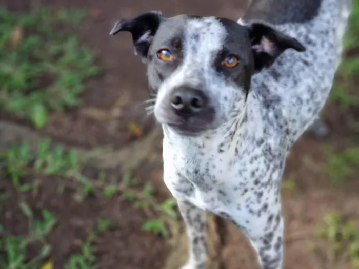 Cachorro ra a SRD idade 1 ano nome KIANA