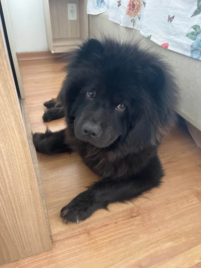 Cachorro raça Chow Chow idade 1 ano nome Batman